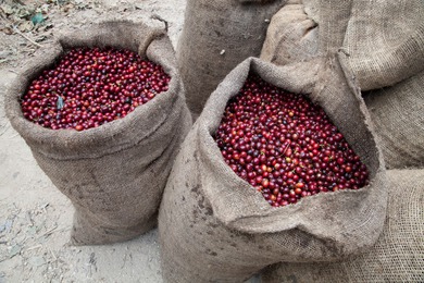 El Manzano Bourbon rouge